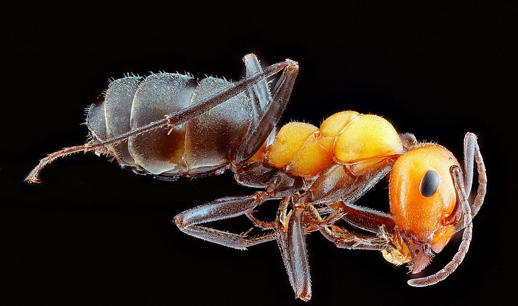 Ant Control service in Oakland, CA