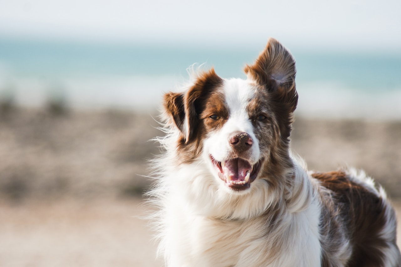Flea & Tick Control service in Oakland, CA