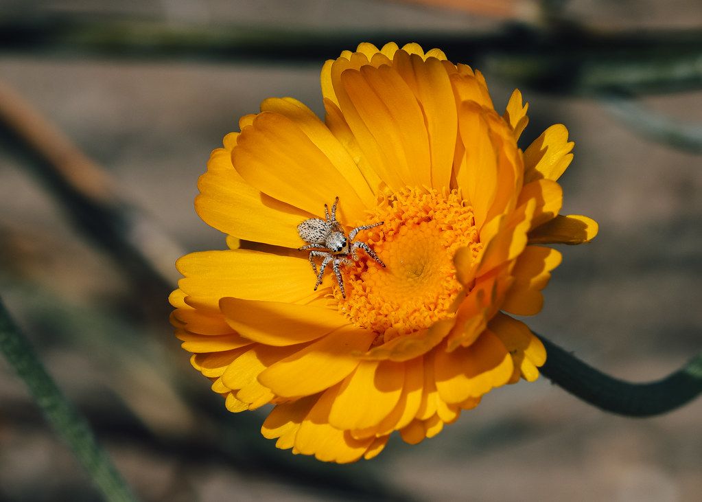 Spider Control service in Oakland, CA